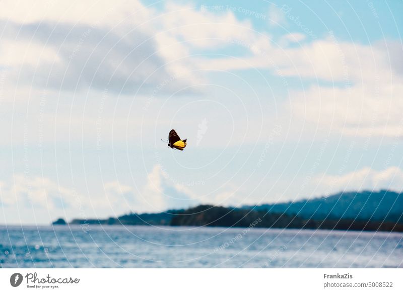 Schmetterling fliegt über das Meer Freiheit Leichtigkeit Natur Tier Tierporträt Nahaufnahme schön Textfreiraum oben Flügel Menschenleer Schönheit Luft fliegen