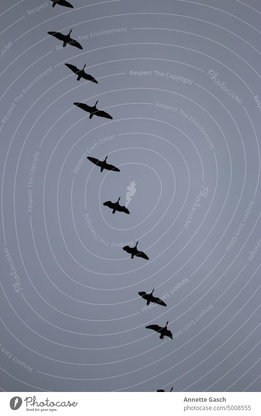 9 Vögel in einer schnurgeraden Diagonale Fliegen Tier Freiheit Natur Vogel Formationsflug Tiergruppe Wildtier Vogelschwarm Zugvogel Vogelflug fliegen Himmel
