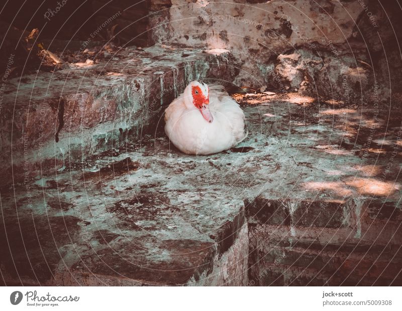 Ganze Ente in der Ecke Vogel Tier Wildtier niedlich Küken Wand Schatten Entenvögel Tierwelt dreckig Geflügel Wildvogel Lichtspiel authentisch Agios Nikolaos