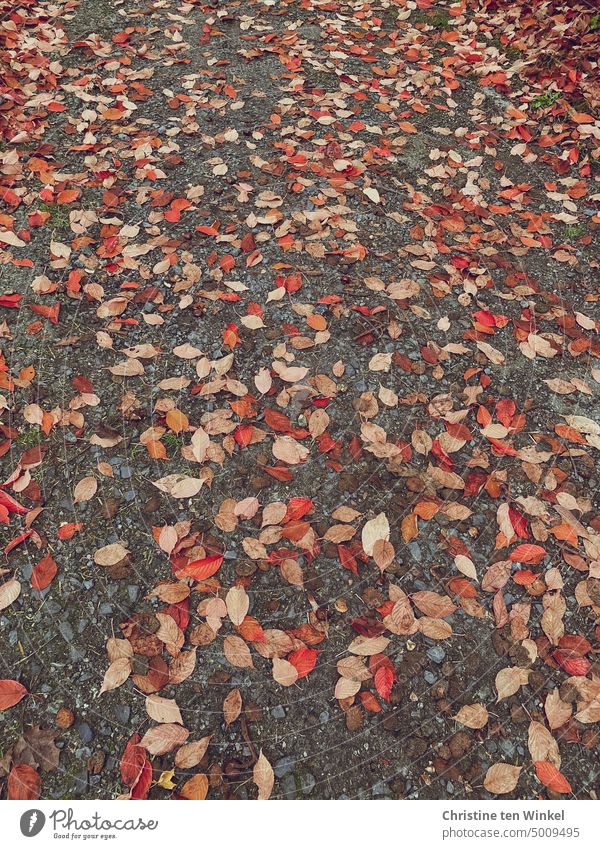 Bunte  Herbstblätter liegen auf dem Weg Herbstlaub Herbstfärbung Gehweg herbstlich Wandel & Veränderung Vergänglichkeit Blätter bunte Blätter Wege & Pfade Natur