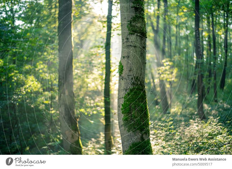 Sonnenstrahlen tauchen den Wald in weiches Licht sonnenstrahlen wald baum moos licht lichtspiel grün landschaft waldlandschaft lichtstrahlen dunst nebel rinde