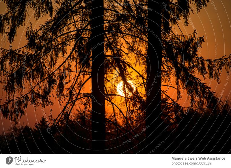 Stimmungsvoller Sonnenaufgang zur goldenen Stunde. Im Vordergrund sind Nadelbäume im Fokus. sonnenaufgang rot orange gelb wald tannen nadelbaum schattenriss