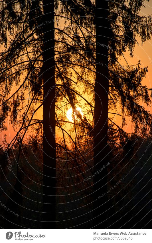 Stimmungsvoller Sonnenaufgang zur goldenen Stunde. Im Vordergrund sind Nadelbäume im Fokus. sonnenaufgang rot orange gelb wald tannen nadelbaum schattenriss