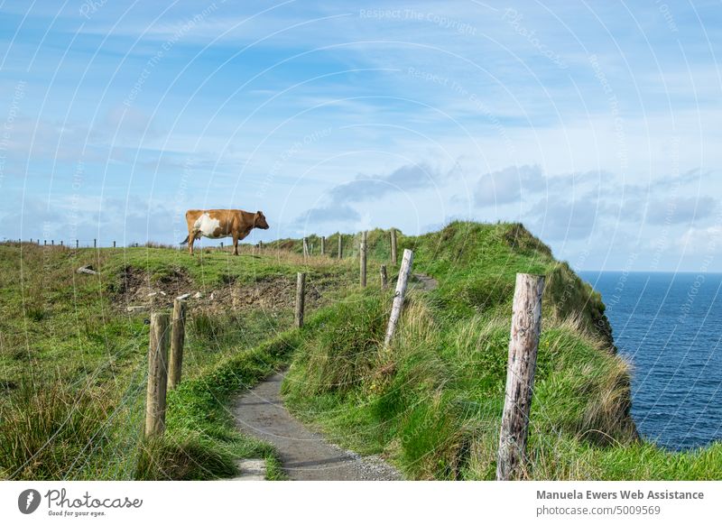 Eine irische Weidekuh blickt auf das Meer hinaus an den Cliffs of Moher milchkuh irland weidemilch gras grün weg wandern wanderung weidekuh glückliche kuh