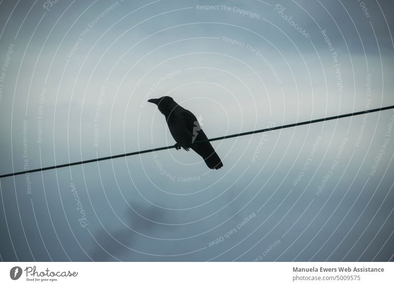 Ein schwarzer Vogel sitzt auf einer Stromleitung, im Hintergrund düstere Wolken krähe dohle rabe vogel gegenlicht stromleitung wolken sturm dunkel stimmung