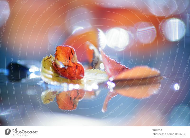 Herbstliche blätter spiegeln sich zart in einer Pfütze, im Wasser Herbstlaub Blätter herbstlich Spiegelung Lichterkullern Bokeheffekt Lichtkreise Herbststimmung
