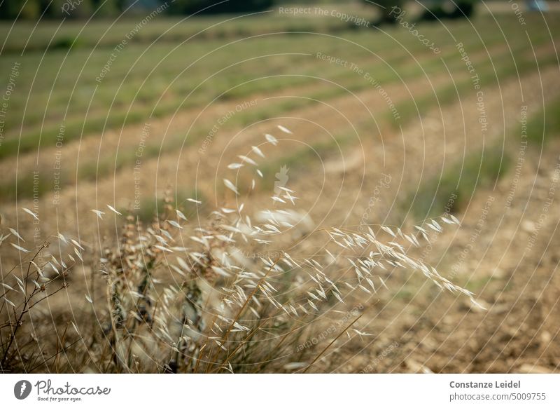 Abgeerntetes Lavendelfeld mit grünen Bahnen. Feld Acker Sommer ausgetrocknet Landschaft Gräser trocken braun Ackerfurchen Furchen Frankreich