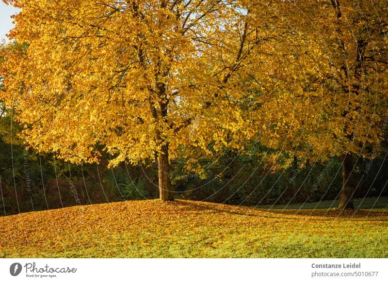 Zwei Bäume im gelben Herbstlaub. Laub Blätter herbstlich Baum Herbstfärbung Herbstbeginn Vergänglichkeit Herbststimmung Herbstwetter Herbstfarben Laubwerk