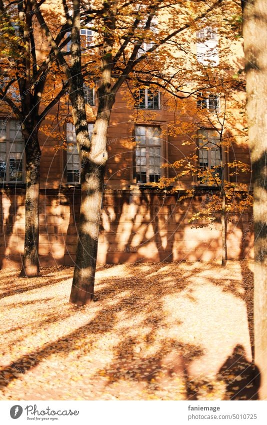 Bäume in Metz herbst laub Landschaft Herbstfarben Erholung freizeit Blätter Platz Park
