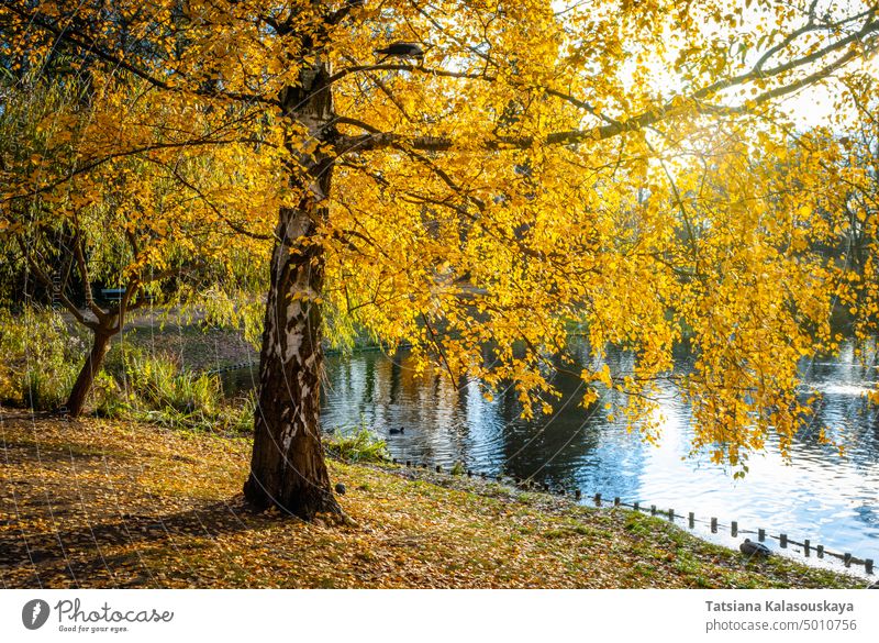 Herbstbaum mit gelben Blättern in der Nähe des Flusses im Park Baum Landschaft Wald Natur Wasser See schön Hintergrund grün natürlich Blatt Laubwerk Saison