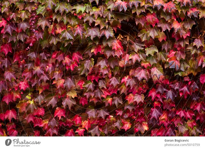 Herbstliche Efeublätter Hintergrund fallen rot farbenfroh Natur Farbe Laubwerk orange gelb im Freien Pflanze Saison Blatt heimwärts Nahaufnahme hell Umwelt