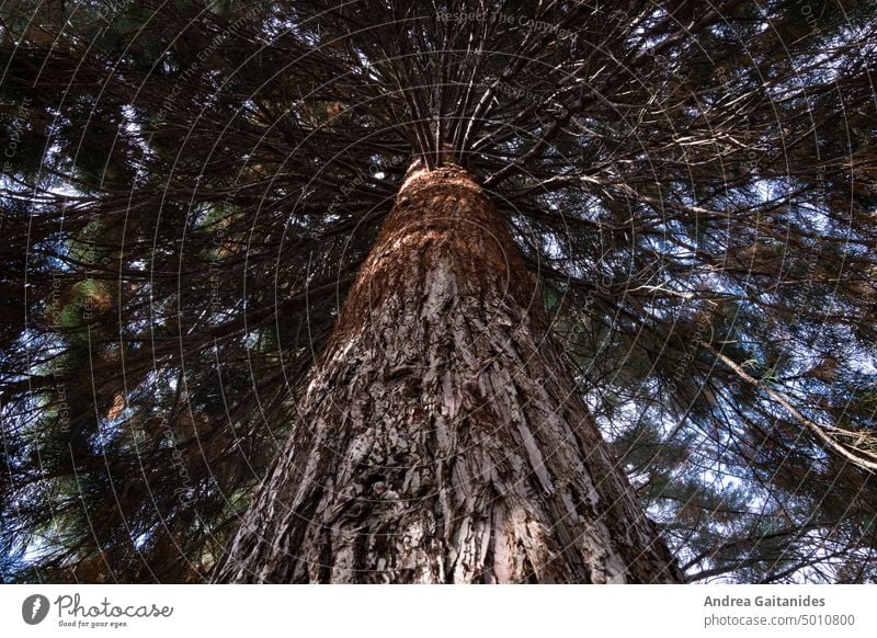 Blick nach oben auf den Stamm eines Mammutbaums, Sequoia sempervirens, der von der Sonne leicht beleuchtet wird, horizontal Ansicht nachschlagen Kofferraum