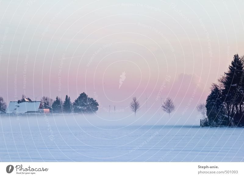 Irgendwann werden wir alle im Nebel verschwinden. Himmel Horizont Winter Schnee Baum Feld Haus Dach kalt blau rosa ruhig Einsamkeit Endzeitstimmung