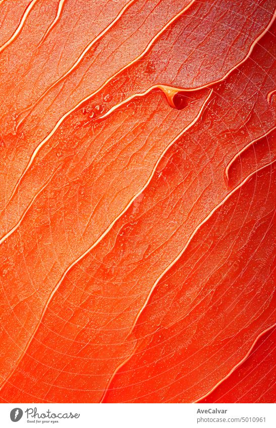 Detaillierte und elegante glänzende orange Seife Textur, nassen Hintergrund. Dusche und Hautpflege-Konzept. Hintergründe Textfreiraum Steigung Makro hart blau