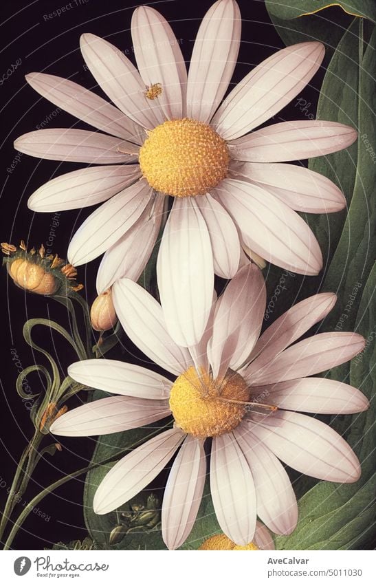Floral realistische Malerei eines Straußes von Gänseblümchen Blumen auf dunklem Hintergrund, stimmungsvolle botanische Konzept. Stimmung Wasserfarbe Kunst