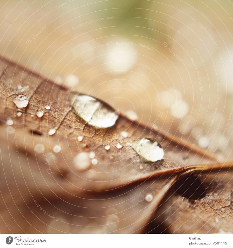 Herbst II Umwelt Natur Pflanze Wassertropfen Regen Blatt Wald glänzend dehydrieren braun Umweltschutz Vergänglichkeit Wachstum Wandel & Veränderung Farbfoto