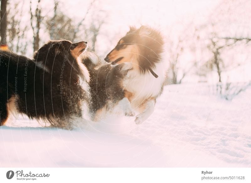 Funny Tricolor Rough Collie, Scottish Collie, English Collie, Lassie Dogs Running Together Outdoor In Snowy Park At Winter Day. Aktive Hunde spielen im Schnee. Playful Haustier im Freien im Winter