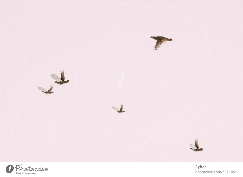 Weißrussland. Wilde Perdix-Vögel oder echte Rebhühner im Winterhimmel fliegend im Freien wild Vogel Fauna Menschengruppe Tier weißrussland Fliege Tierwelt Flug