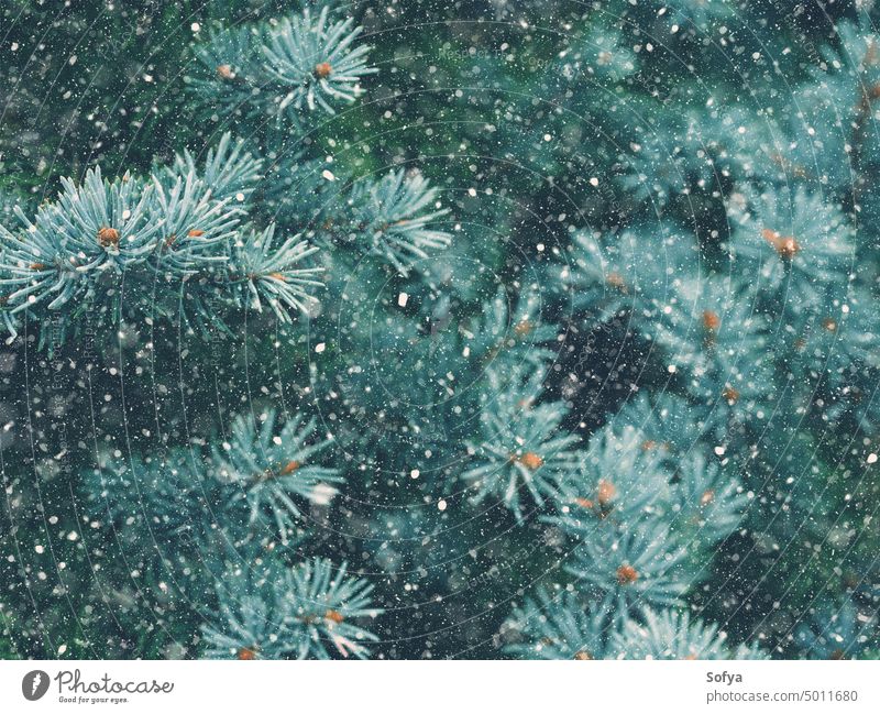 Schneefall im Winterwald. Weihnachtszauber fallen Wald Weihnachten Neujahr Zauberei u. Magie Holz Baum Ast grün Nacht Natur Tanne Fichte blau natürlich Feiertag