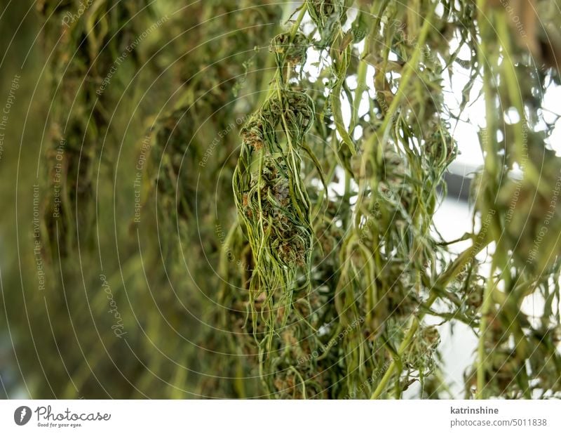 DryMarijuana Knospen. Bio Cannabis Sativa Weibliche Pflanzen mit CBD Marihuana Blumen trocknen grün Blätter cbd medizinisch abschließen Hanf organisch
