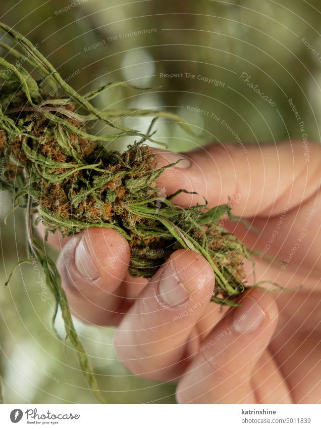 Landwirt, der die Qualität der Marihuana-Trockenknospen kontrolliert. Bio Cannabis Sativa Weibliche Pflanzen mit CBD Blumen trocknen Hand Kontrolle grün Blätter