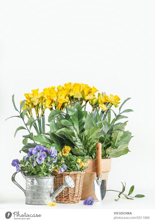 Gartenarbeit mit Gießkanne, Schaufel und getopften gelben Narzissen Blumen auf weißem Hintergrund, Vorderansicht Frühling Einstellung Wasserkanister schaufeln