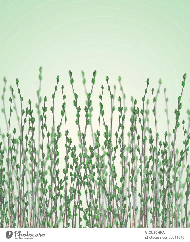Frühling Natur Hintergrund mit grünen Muschi Weide Zweige mit pelzigen Kätzchen Frühjahr Knospen Naturhintergrund Weidenkätzchen Design Flora Garten Pflanze