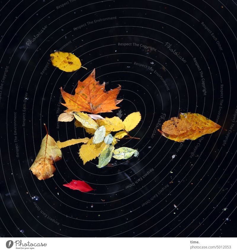 NordARTer | Herbst im Teich Blätter Wasser Oberfläche bunt vergänglichkeit wandel arrangement herbstlich Herbstlaub Blatt Jahreszeiten Laub Herbstwetter