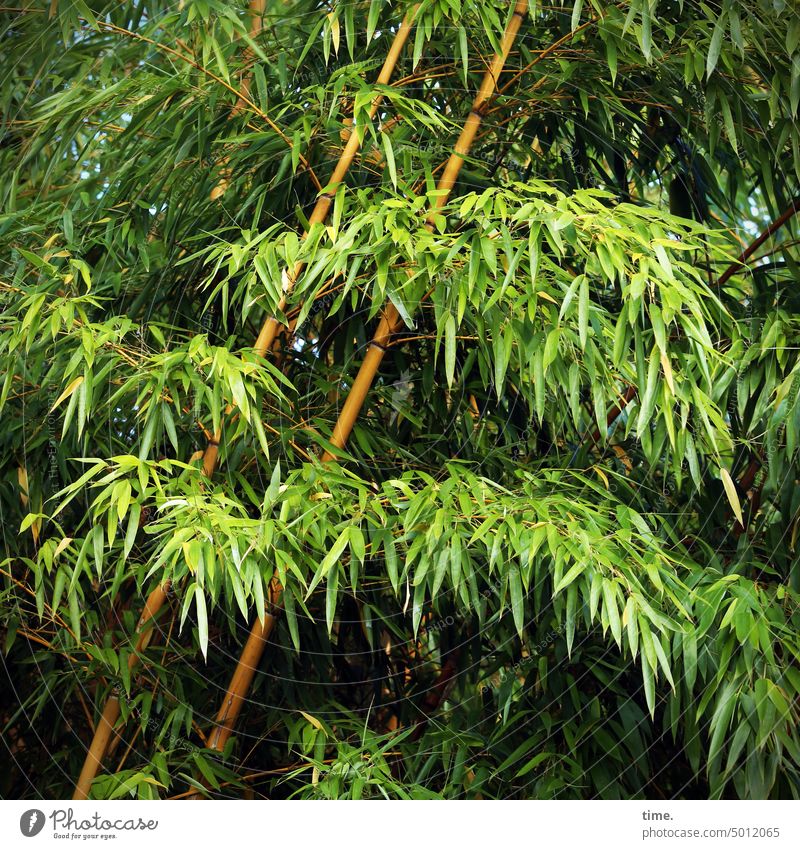 NordARTer | Bambus Süßgras Ast Gegenlicht grün Grünpflanze Zweige Umwelt Wachstum Flora Pflanze Natur Blatt Blätter