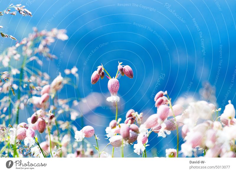 blühende Blumen vor blauem Hintergrund Hinergrund Frühling natur Blüten Blühend sommerlich Sommer Schönes Wetter