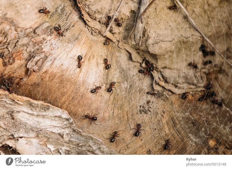 Rote Waldameisen (Formica Rufa) auf einem umgestürzten alten Baumstamm. Ameisen bewegen sich im Ameisenhaufen braun Wanze Feuerameise formica Arthropode wild