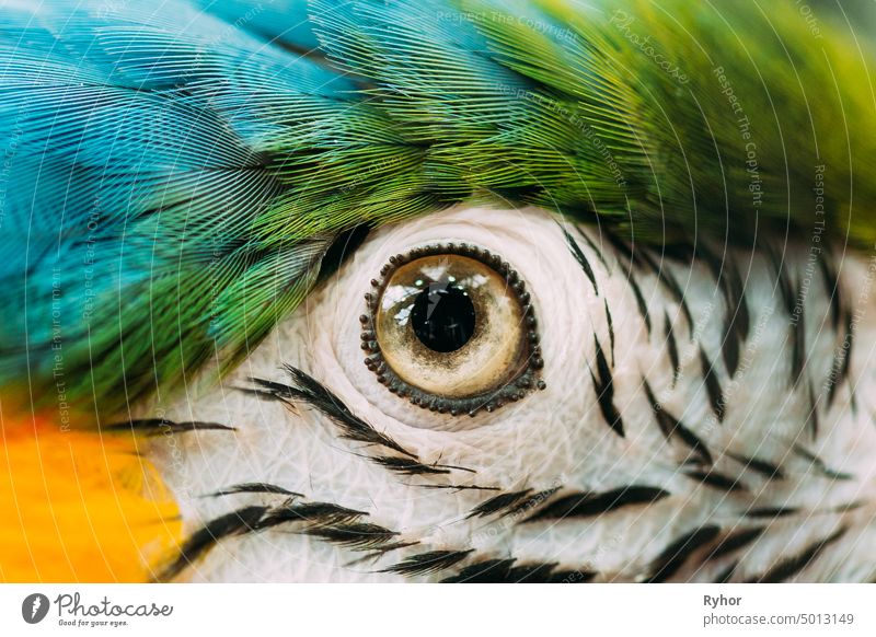Auge des blau-gelben Aras, auch bekannt als der blau-goldene Ara im Zoo. Wildvogel im Käfig schön neotropisch ararauna Tier schließen Farbe Detailaufnahme Kopf