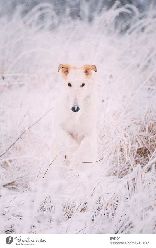 Russischer Wolfshund Jagd-Windhund Russkaya Psovaya Borzaya Hund während der Hasenjagd am Wintertag im verschneiten Feld im Freien Reinrassig