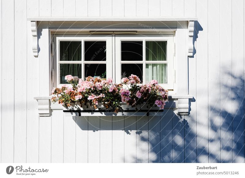 Fenster eines traditionellen norwegischen Holzhauses mit weißen Wänden, davor Blumenkasten mit rosa Begonien Haus Norwegen skandinavien skandinavisch Schattten