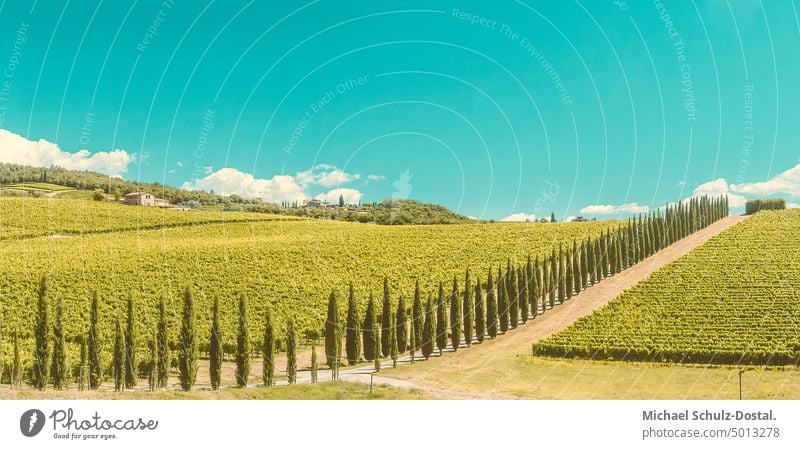 Eine Reihe Pinien quert das Bild Tuscany toskana landschaft idylle urlaub weite ruhe pinie pinien reihe grün türkis ruhebeschaulichkeit sanft hügel