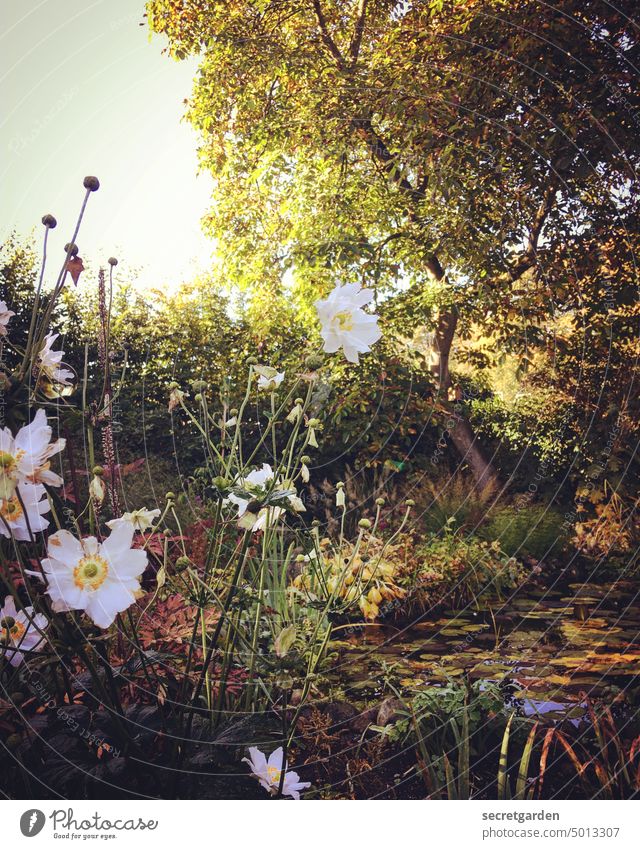 Feuchtgebiete Garten Teich Idylle kitschig Blüten Blumen Seerosen Herbst Sommer Sonnenschein Baum Blühend Natur Pflanze Außenaufnahme natürlich schön