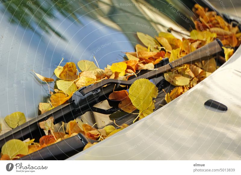 Herbstlaub liegt auf der Frontscheibe eines PKW / Herbst herbstlich Herbstfärbung Auto Natur Blatt Herbstbeginn Lindenblätter Färbung Jahreszeiten