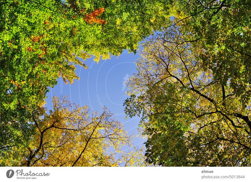 Blick von unten Richtung herbstlich gefärbter Baumkronen vor blauem Himmel / Herbst Baumwipfel Herbstfärbung Herbstlaub Natur Blatt Herbstwald Herbstbeginn