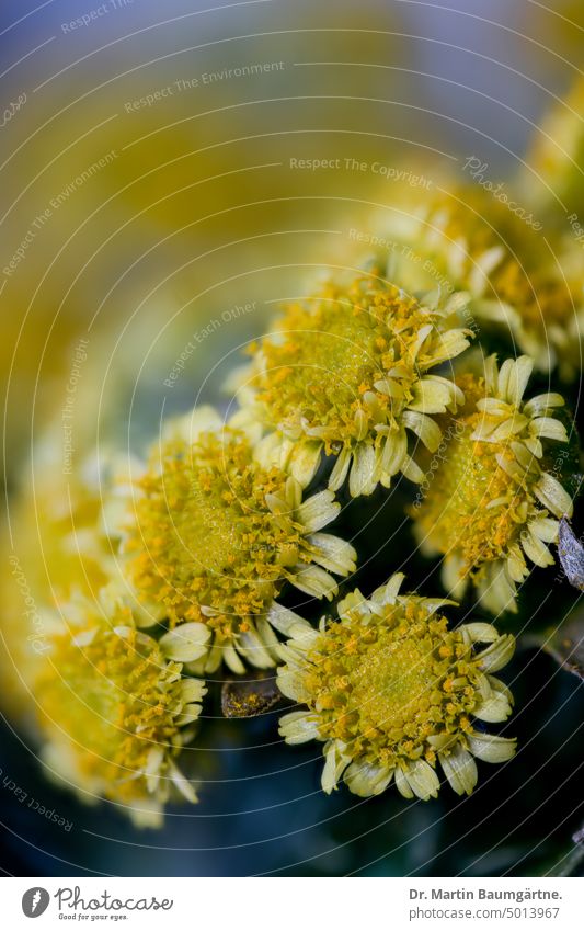 Gartenform von Chrysanthemum pacificum NAKAI, (früher Ajania pacifica), Pazifikmargerite, ein Endemit aus Honshu Gold-und-Silber-Chrysantheme Blütenstand