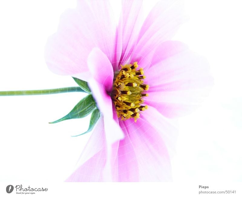 Einzelne rosa Cosmea-Blüte vor weißem Hintergrund Innenaufnahme Makroaufnahme Hintergrund neutral Natur Pflanze Blume Blühend Leben Vergänglichkeit zart