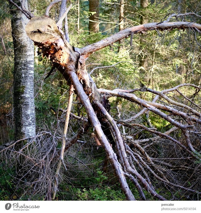 !trash! 2022 | ungeheuerlich Wald Baum abgebrochen Krake Ungeheuer alt Baumstamm Natur Umwelt Holz Klimawandel Forstwirtschaft Totholz