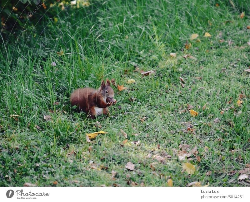 ein braunes Eichhörnchen mit weißem Bauch hält eine Kastanie in den sehr langen Krallen lange Krallen Tier niedlich Tierporträt Natur Herbst herbstlich sammeln