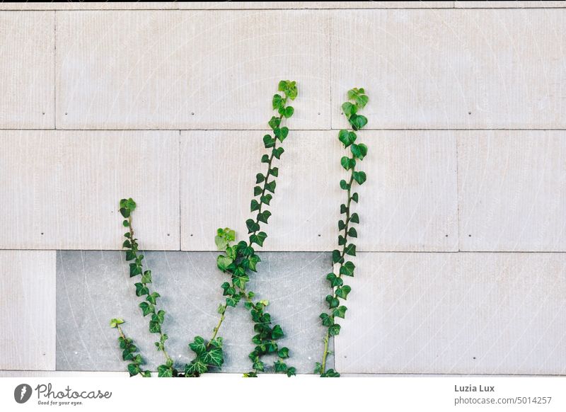 Efeuranken an Eternitplatten Efeublätter nach oben nach oben streben grün Fassade Wand alt zart Gebäude Gedeckte Farben Mauer trist Wachstum Kletterpflanzen