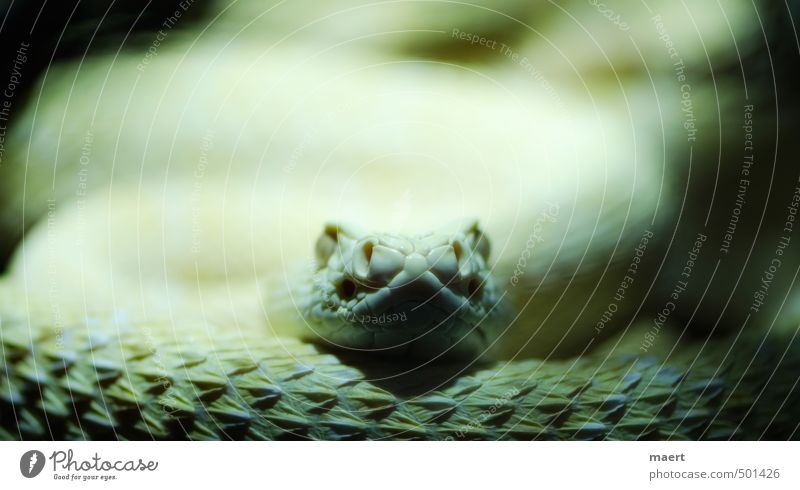 snake Schlange 1 Tier warten Aggression gelb Klapperschlangen Farbfoto Innenaufnahme Nahaufnahme Menschenleer Textfreiraum oben Kunstlicht Zentralperspektive