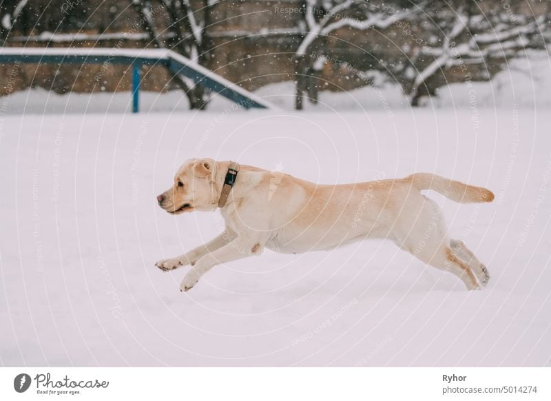 Labrador Hund spielen laufen draußen im Schnee, Wintersaison züchten Spaß weiß Spiel lustiger Hund Reinrassig Rassehund kalt Training springender Hund Tier