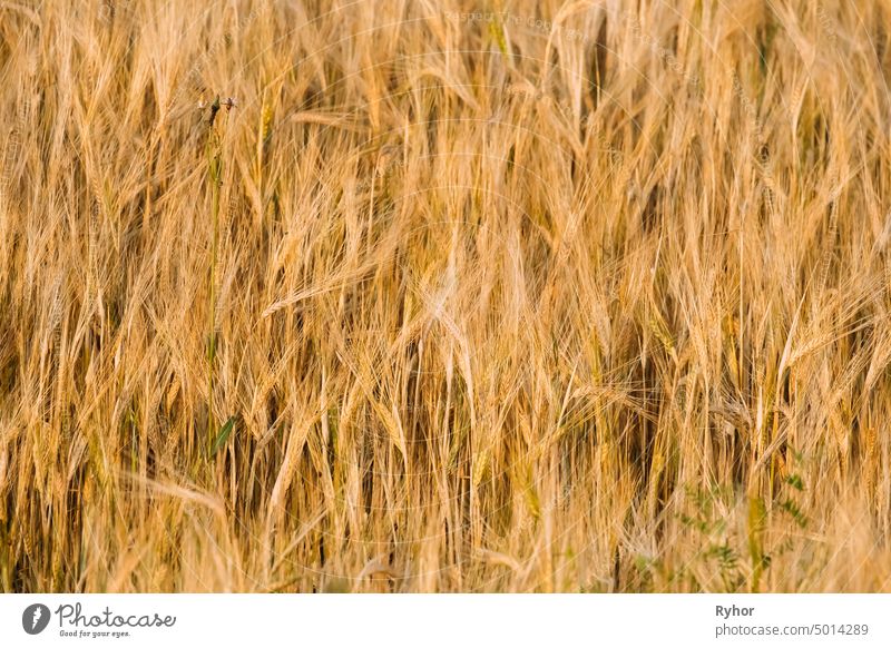 Hintergrund der gelben goldenen Gerstenähren im Sommer Weizenfeld ländlich Pflanze Wachstum Ackerbau niemand Feld Gehör reif Bauernhof im Freien Spikelet Saison
