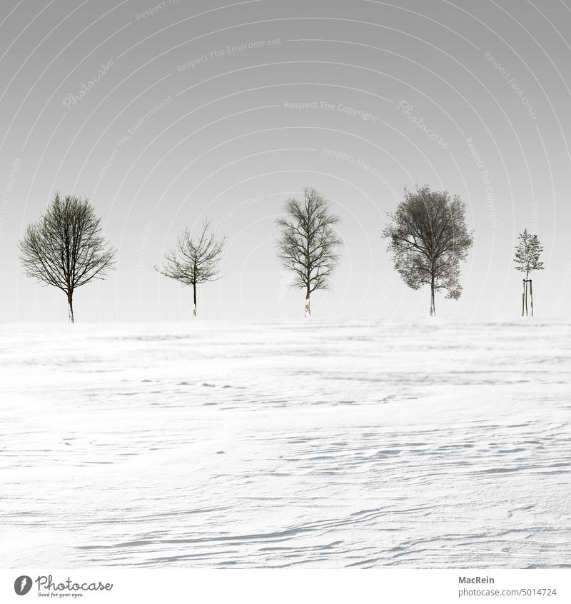 5 kahle Bäume am Horizont winter winterlandschaft Verwehungen schnee schneedecke baum bäume horizont kalt frost