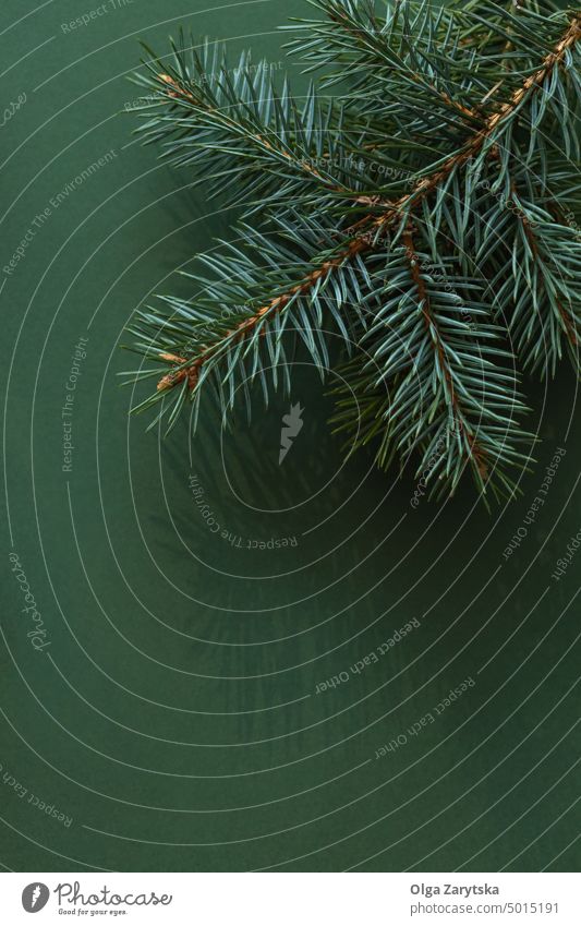Tannenzweig auf grünem Hintergrund. Weihnachten Ast Fichte Baum sehr wenige Monochrom Ornament Dekoration & Verzierung Neujahr Farbe Feiertag Draufsicht Konzept