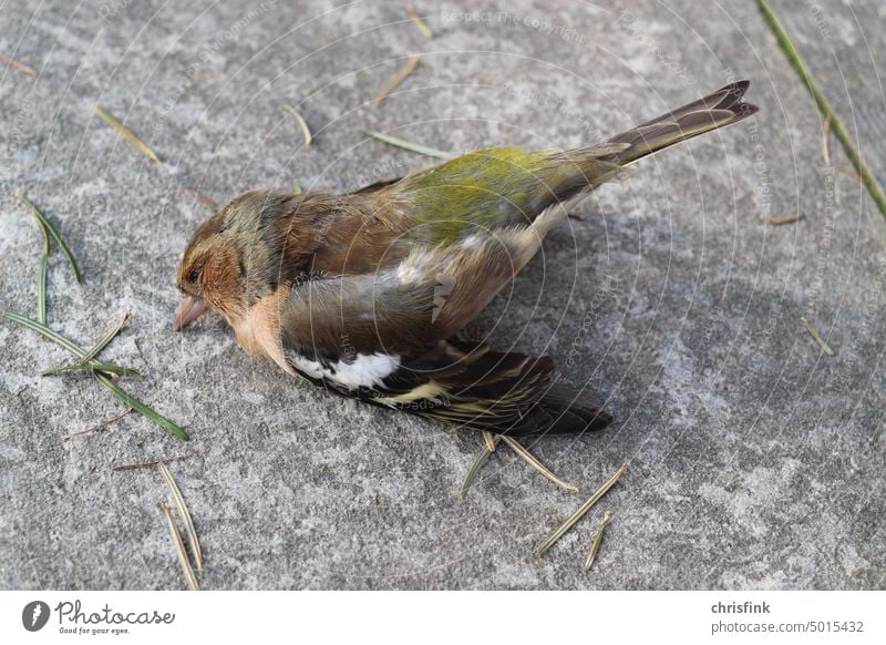 Toter Vogel liegt auf Boden tot Tod Vögel Flügel Federn fliegen Natur Tier Schädling Gift