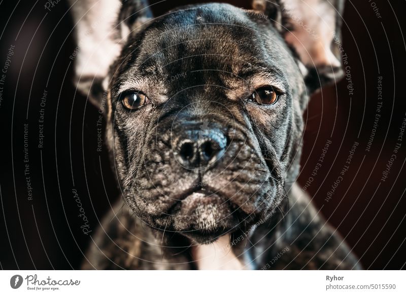 Close Up Auge des jungen schwarzen Französisch Bulldogge Hundewelpe. Lustiger Hund Reinrassig Tierbaby Frankreich Welpe Haustier Porträt lustig